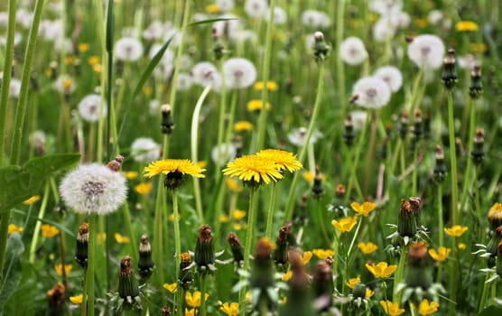 Field of blooming dandelions close up