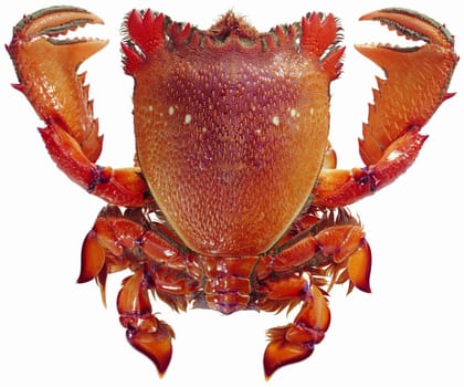 Isolated red crab