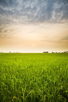 Rice sunset farm sky beautiful field