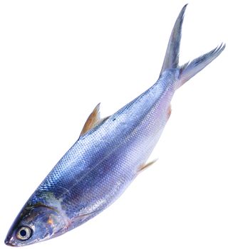 Albacore tuna Thunnus alalunga fish isolated