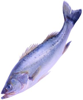 Albacore tuna Thunnus alalunga fish isolated