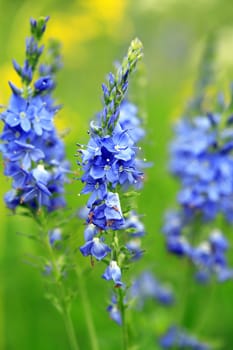 Closeup of beautiful blue wildflowers on green grass background