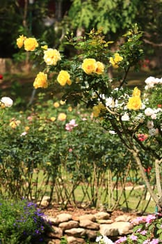 Roses in garden