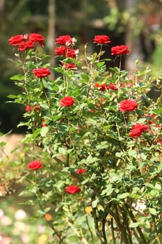 beautiful bush of red roses