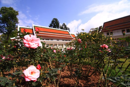 Roses in garden