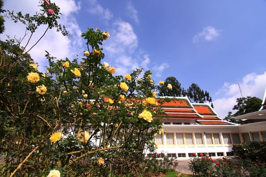 Roses in garden