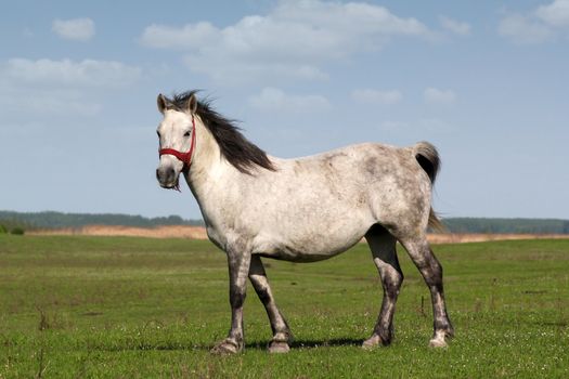 white horse on green field