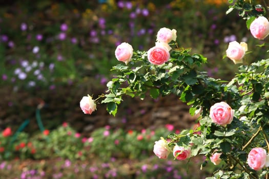 Roses in garden