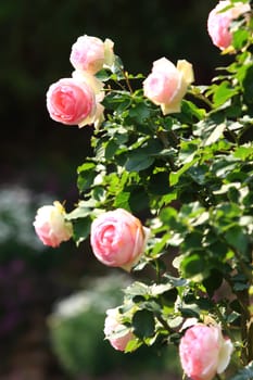 Roses in garden