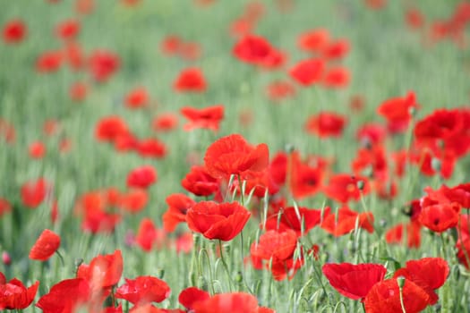 poppy and green wheat