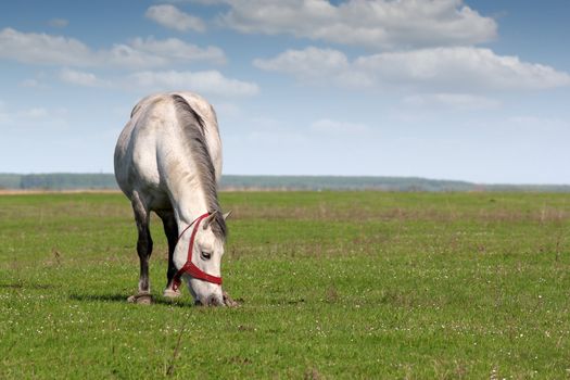 white horse in pasture