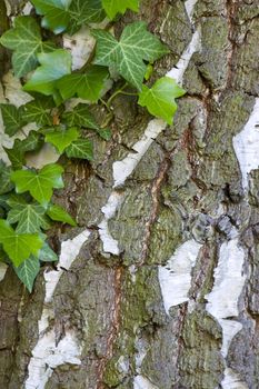 natural background with ivy leaves on bark 