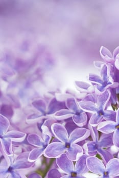 Blooming lilac flowers. Abstract background. Macro photo.