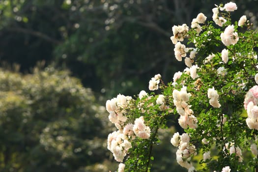 White roses - Alba,against blue sky.