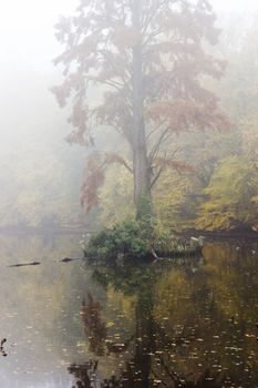 foggy morning on the lake