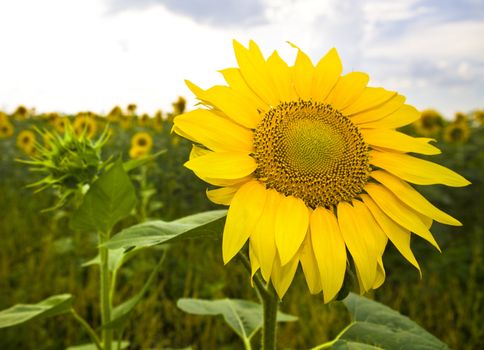 Closeup of bright yellow sunflowers on the field