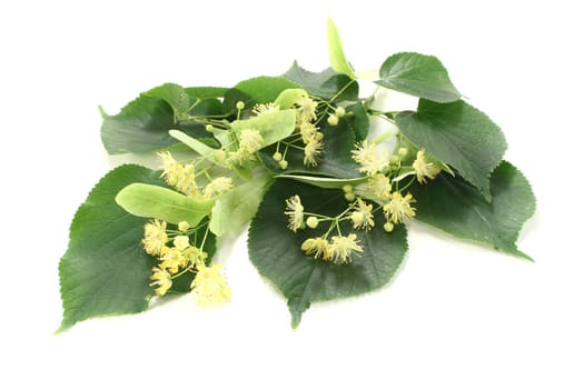 fresh linden blossoms with green leaves on a light background