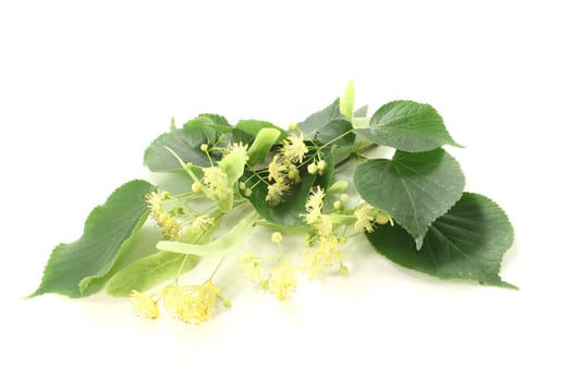 fresh linden blossoms with leaves on a bright background