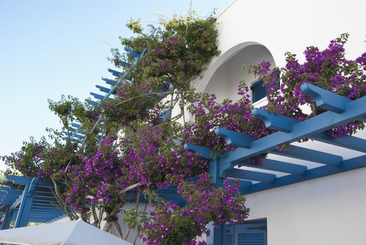 Purple Bougainvillea growing up a Blue Balcony in Greece