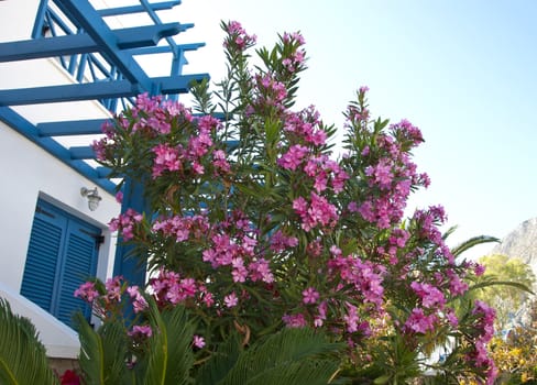 A Pink Oleander Bush climbing up a Blue and White Greek Building