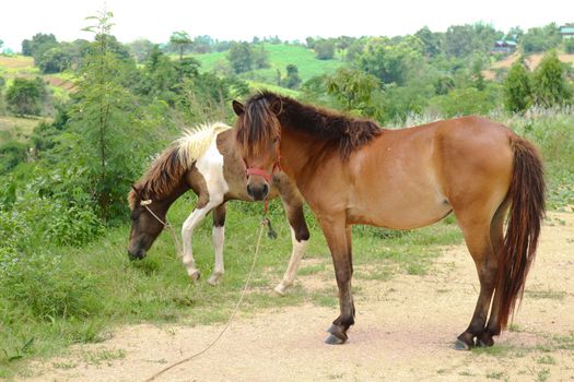 Two horses grazing in pasture