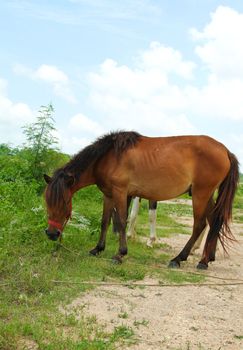 Two horses grazing in pasture