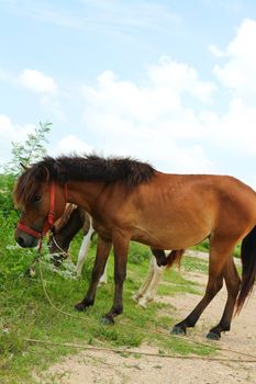 Two horses grazing in pasture