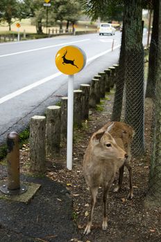 Beware the deers sign in Nara, Japan with a sika deer standing next to it