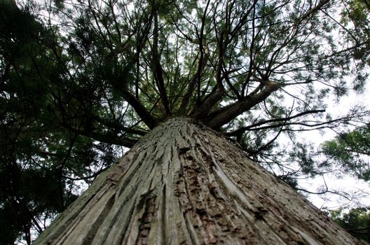 Tall japanese pine tree seen from below