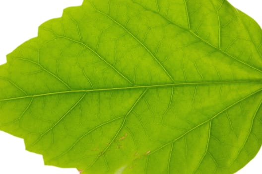 brightly green juicy leaf of plant on a white background