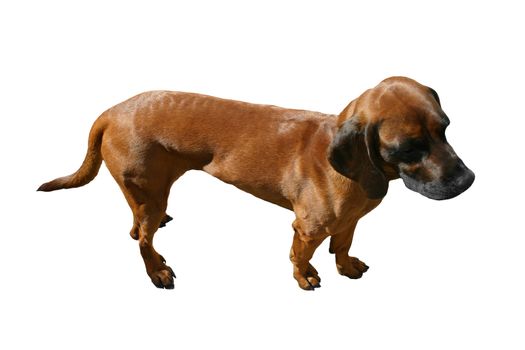 Dog puppy breed Alpine Dachsbracke