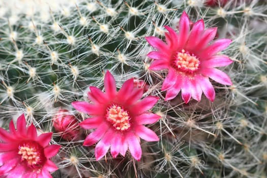 Cactus with blossoms on a dark background (Mammillaria).