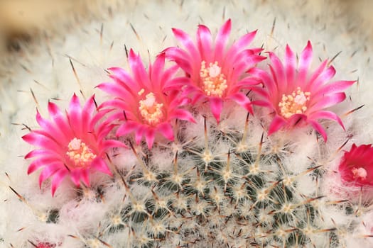 Cactus with blossoms on a dark background (Mammillaria).