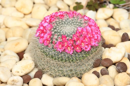 Cactus with blossoms on a dark background (Mammillaria).