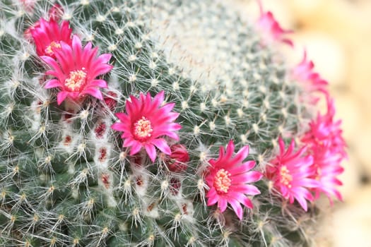 Cactus with blossoms on a dark background (Mammillaria).