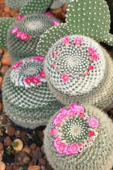 Cactus with blossoms on a dark background (Mammillaria).