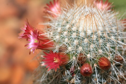 top part of a flowering cactus plant