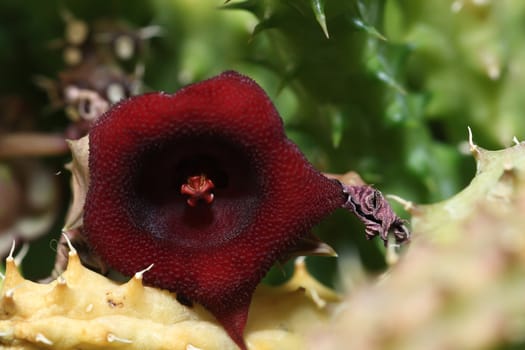 top part of a flowering cactus plant