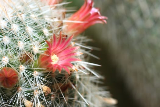 top part of a flowering cactus plant
