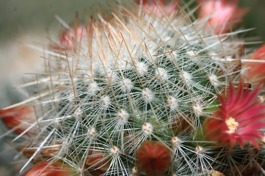 top part of a flowering cactus plant