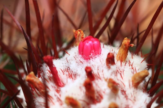 top part of a flowering cactus plant
