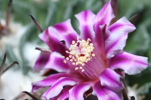 cactus in bloom