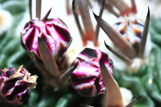 cactus in bloom