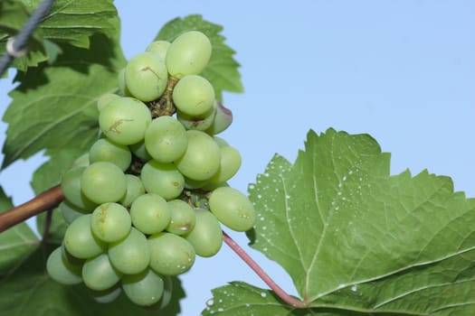 Green grapes close-up from a vineyard