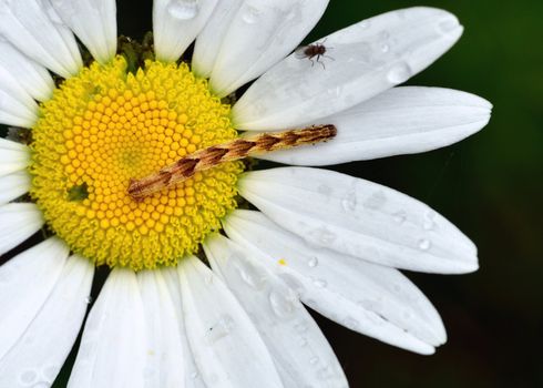 A macro closeup of a  Caterpillar perched on a flower.