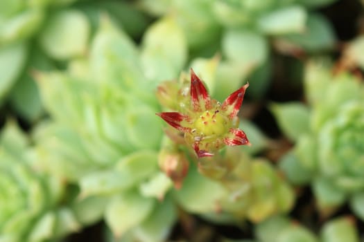 Top view of a cactus