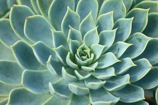 Top view of a cactus