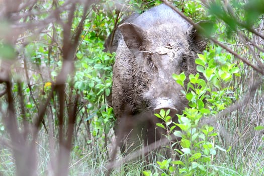 Wild boar feeding in mud