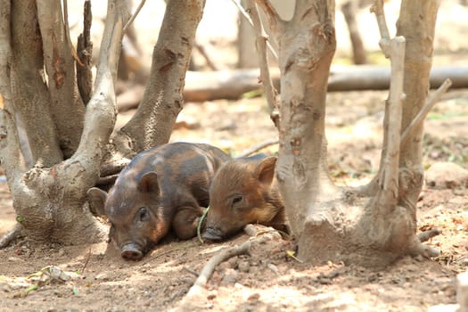 Young Wild boars