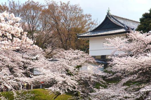 Tokyo Emperor's Palace with cherry blossom, Spring 